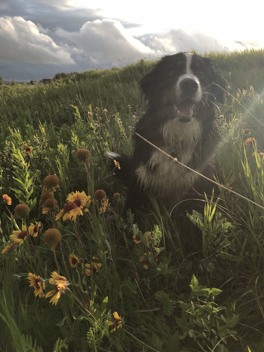 bunsenbernerbmd's tweet photo. Climate and Weather are not the same.  Weather is day to day-and Canada can be COLD short term-but that isn’t climate.  Climate is averaged over years, and the climate is warming.  Cold days do not disprove climate change.
#climatechange #science #dogs #dogsoftwitter https://t.co/hhWo4DVyvb