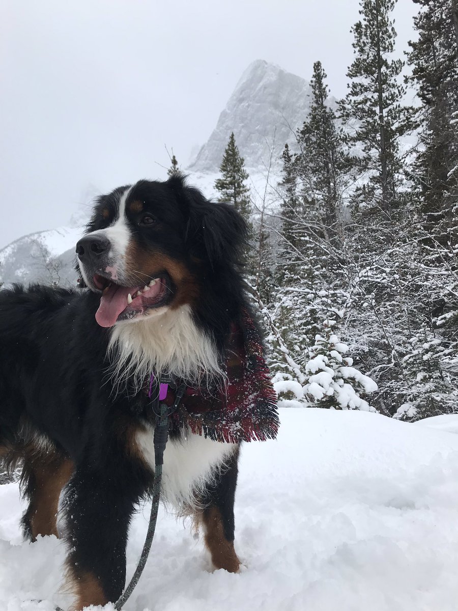 bunsenbernerbmd's tweet photo. Climate and Weather are not the same.  Weather is day to day-and Canada can be COLD short term-but that isn’t climate.  Climate is averaged over years, and the climate is warming.  Cold days do not disprove climate change.
#climatechange #science #dogs #dogsoftwitter https://t.co/hhWo4DVyvb