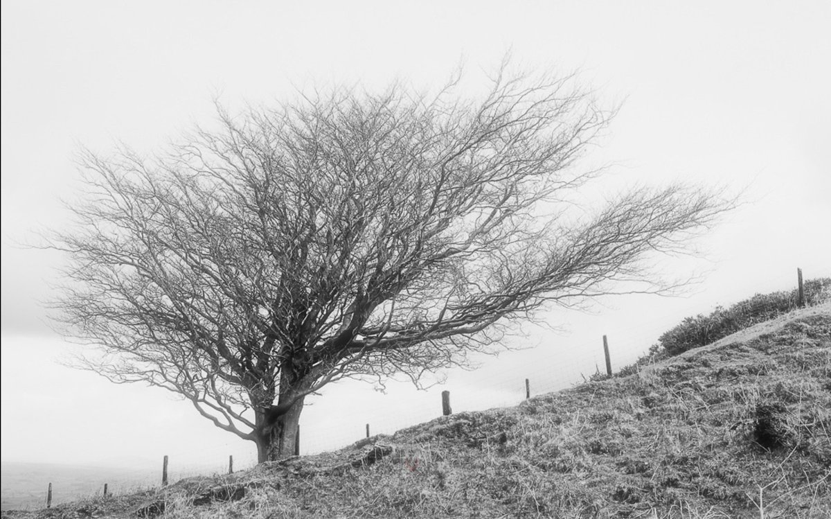 Not everything is what it seems....
.

#blackandwhitelandscape
#blackandwhitephotography
#chasinglight
#goexplore 
#justgoshoot
#lonely_tree_love
#monochromatic
#optoutside 
#photooftheday 
#photography
#shootandshare 
#treepic
#tuesdaymotivation