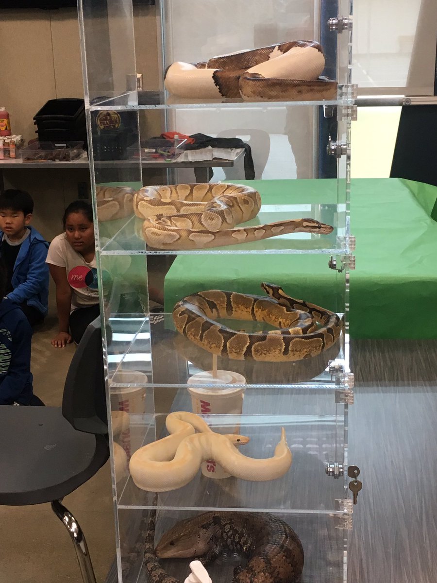 MrsKrepelka's tweet photo. Thanks to a generous 3rd grade parent for the For Goodness Snakes assembly! #usdlearns #osterpride https://t.co/M8YSJz2uCI