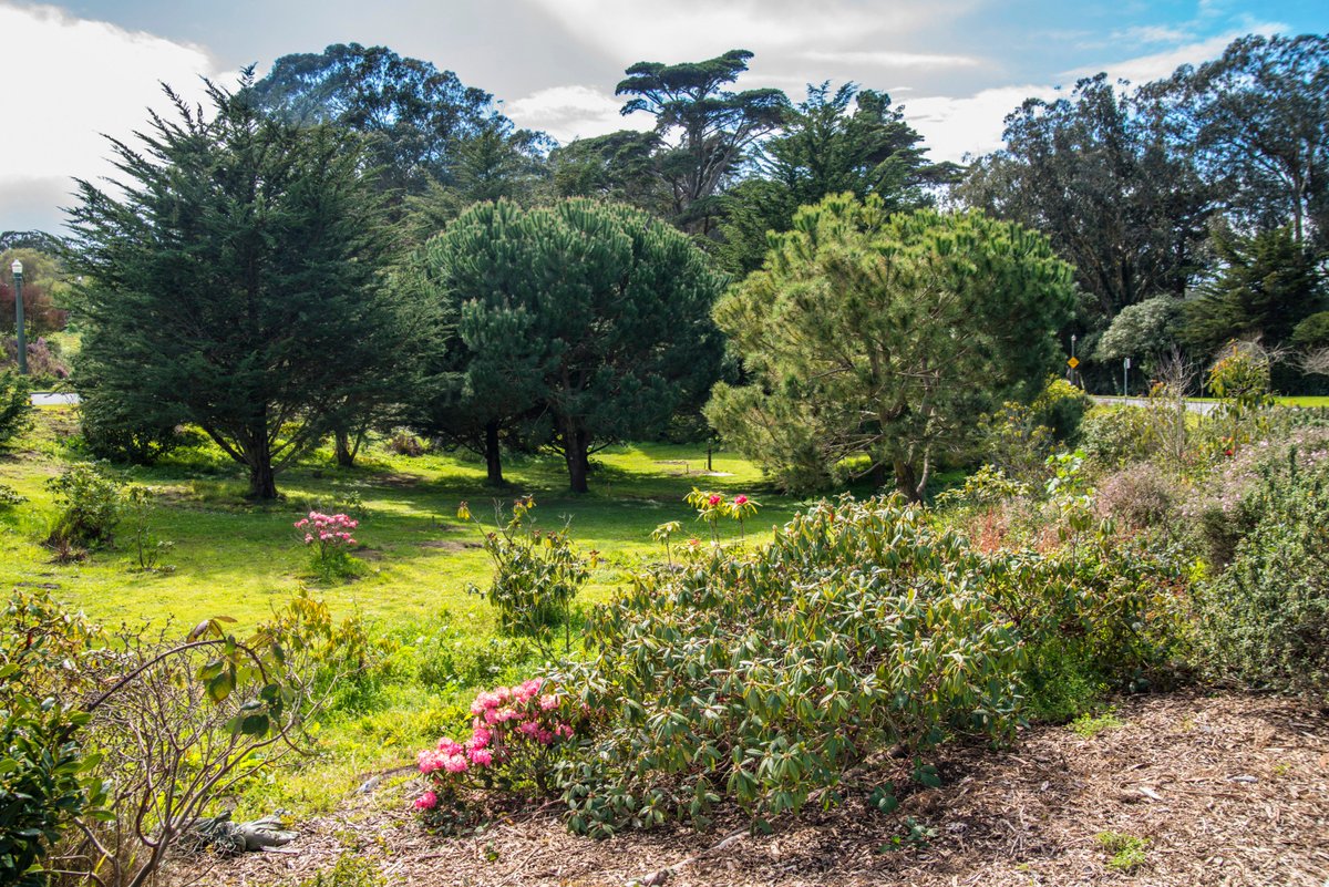 In addition to our more famous #GoldenGatePark gardens &amp; groves, we have a bunch of smaller hidden gems throughout the park! Check out the Dahlia Garden featuring the official flower of #SF or the Rose Garden nestled between Heroes &amp; Redwood Memorial groves! #GGPBirthday