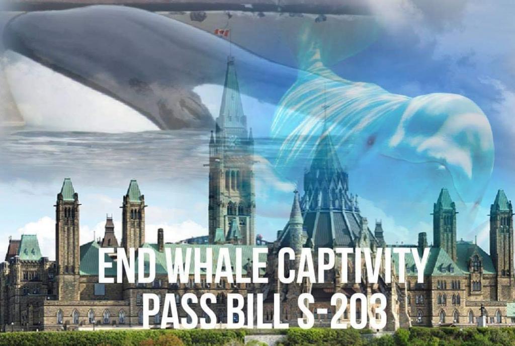 Dolphin_Project's tweet image. BREAKING: Fabulous news coming out of Canada! 🇨🇦 BILL S203 HAS PASSED COMMITTEE AND WILL PROCEED TO THE HOUSE WITH NO AMENDMENTS FOR FINAL VOTE.
🙌 THANK YOU to everyone who took action!
Image credit: Ontario Captive Animal Watch

#DolphinProject #Canada #Beluga #Orca