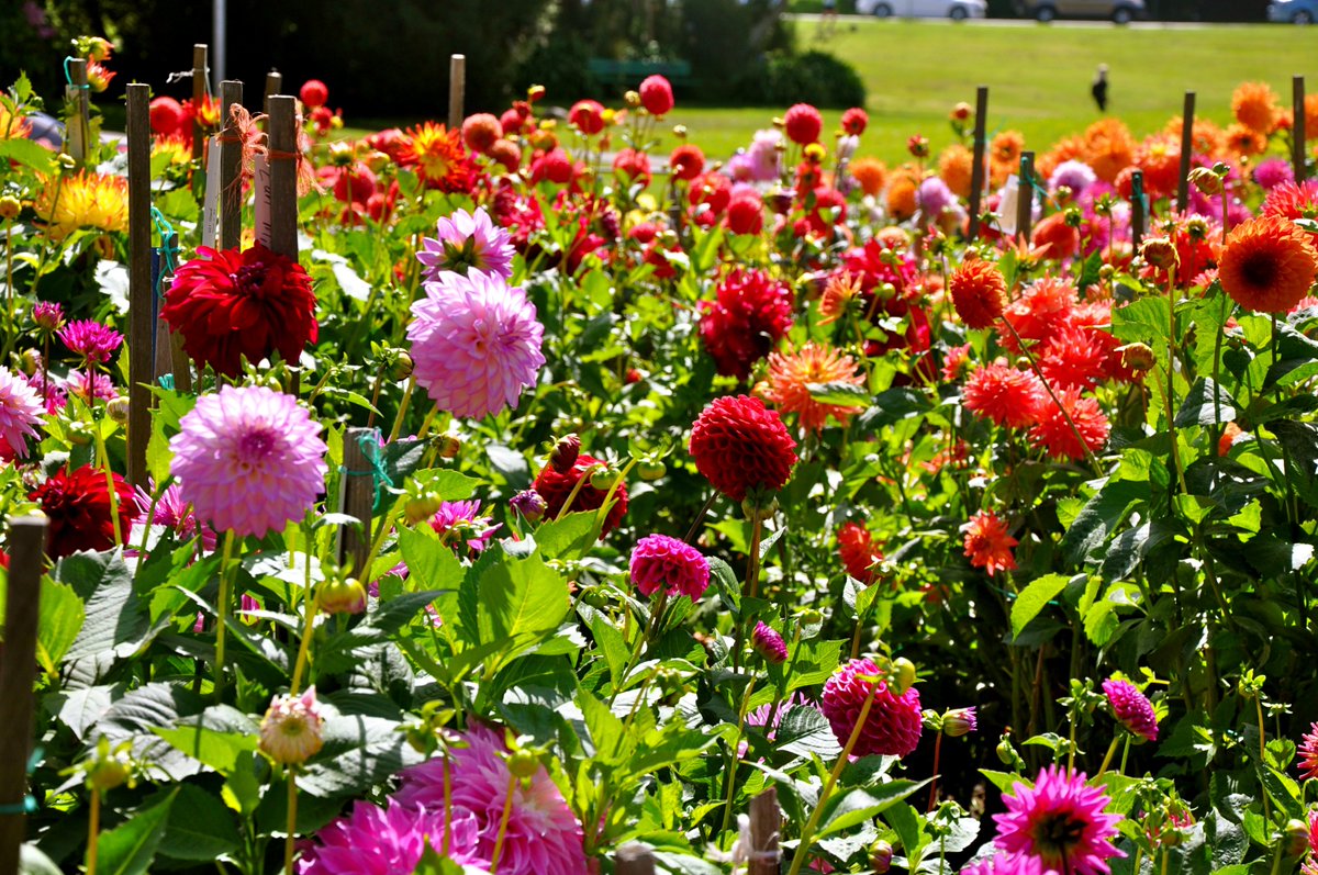 San Francisco Recreation and Park Department tweet media