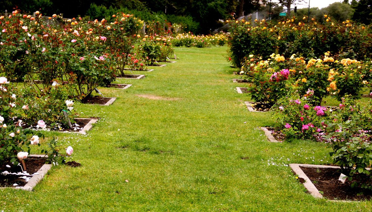 San Francisco Recreation and Park Department tweet media