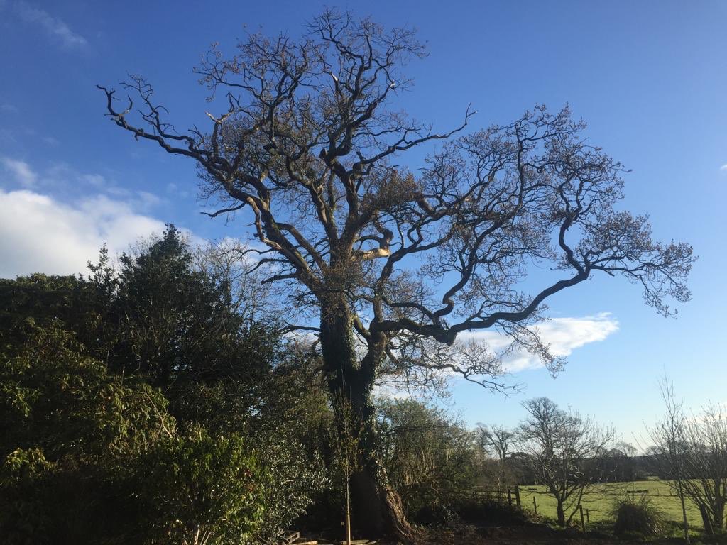 Removing Deadwood from crown of large mature Oak tree at the beautiful <a href="/HoretownHouse/">Horetown House</a> #treecare #arborist <a href="/apbtreecare/">APB Treecare</a>