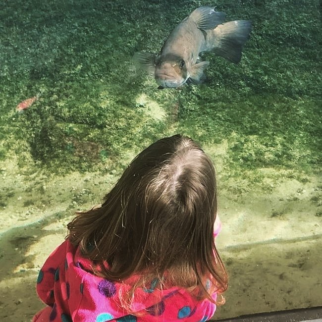 RiverMuseum's tweet photo. It's o-fish-ally time for another visit. 🐟 #ExploreSomethingNew #WhereIowaStarted #ThisIsIowa https://t.co/RL5G86KkcR