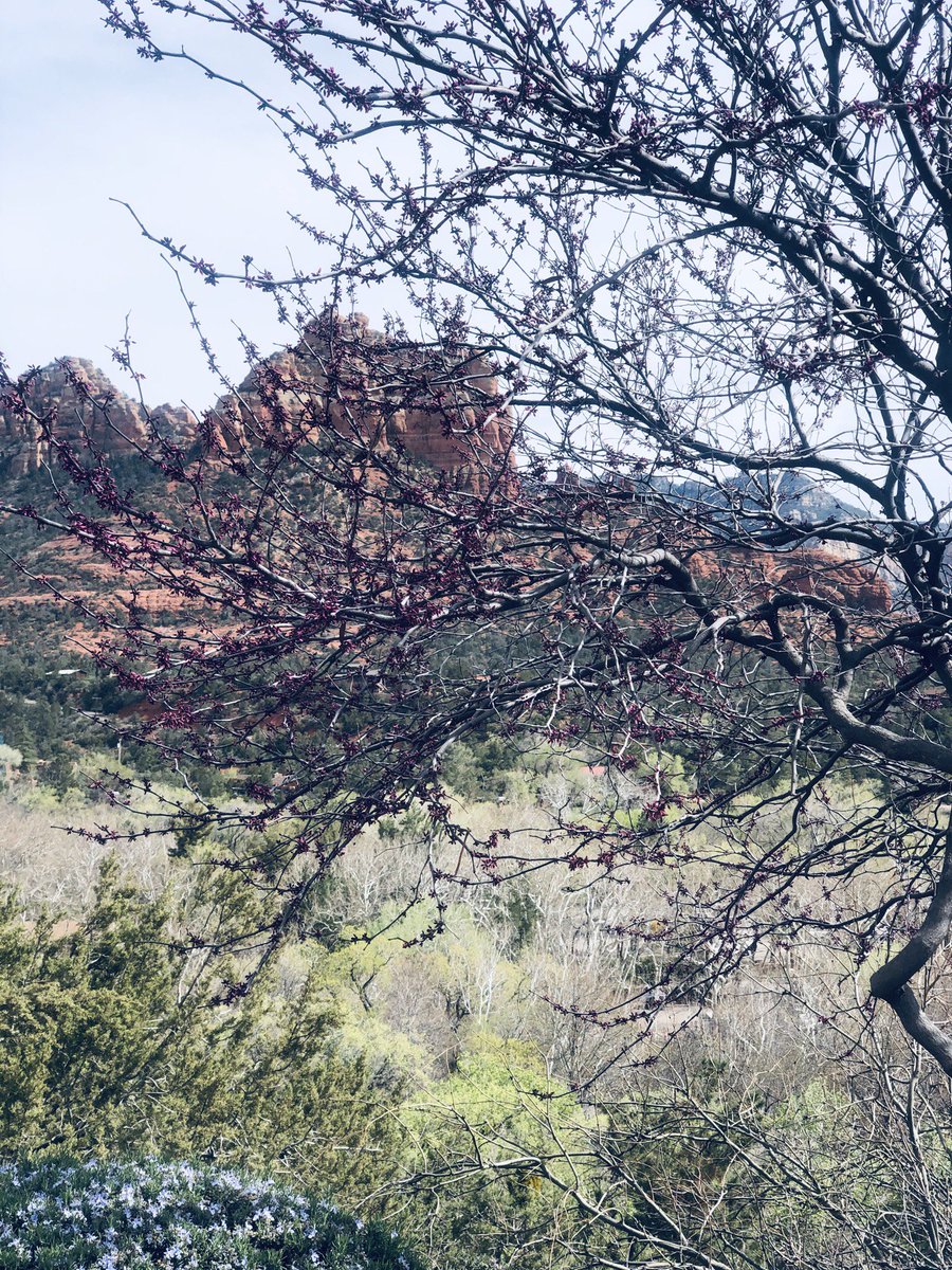 TurboCourt's tweet photo. Last week we visited #Arizona for our monthly meeting with the AOC. Naturally, we decided to venture out and explore the rest of what Arizona had to offer. Below are some pictures from #Phoenix and #Sedona.
#TurboCourt #iFile #traveltuesday https://t.co/S8SzC4ipTj