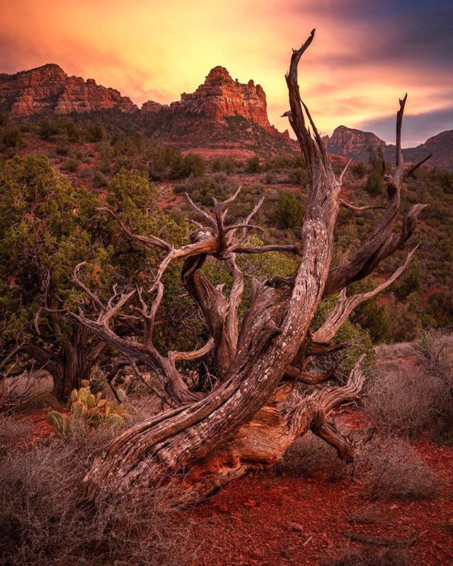 Todd_Frame's tweet photo. More Sedona twisty trees at sunset. 
Sony A7RIII, 16-35mm, f/11, ISO 100
#sedona #outdoorphotographer #sonyalpha #icapturesedona #sedonaescape #azfamily #westbysouthwest #fingerprintofgod #earthofficial #jawdroppingshots #optoutside #divinedesert #outdoo… https://t.co/YtFIdsyCwo https://t.co/78tdJTKUNI