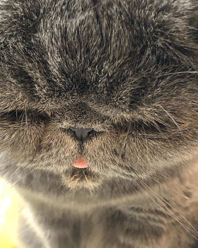 Aloha_Popoki's tweet photo. Did we squeeze in a #ttt just in time? .
.
.
.
#exoticshorthair #bluecat #squashedface #catsofinstagram #cutecatsoninstagram #squishface #kitten #flatfacecat #catoftheday #exoticsofinstagram #catstagram #flatface #coi #crazycatlady #catlovers #catlover #… https://t.co/lzGPvVkI7V https://t.co/uXae99ju3X