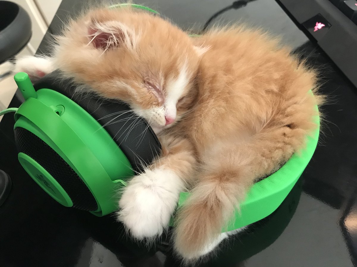 RazerES's tweet photo. A descansar 💤

🐱 @T_kenki https://t.co/ATw0zv38OM