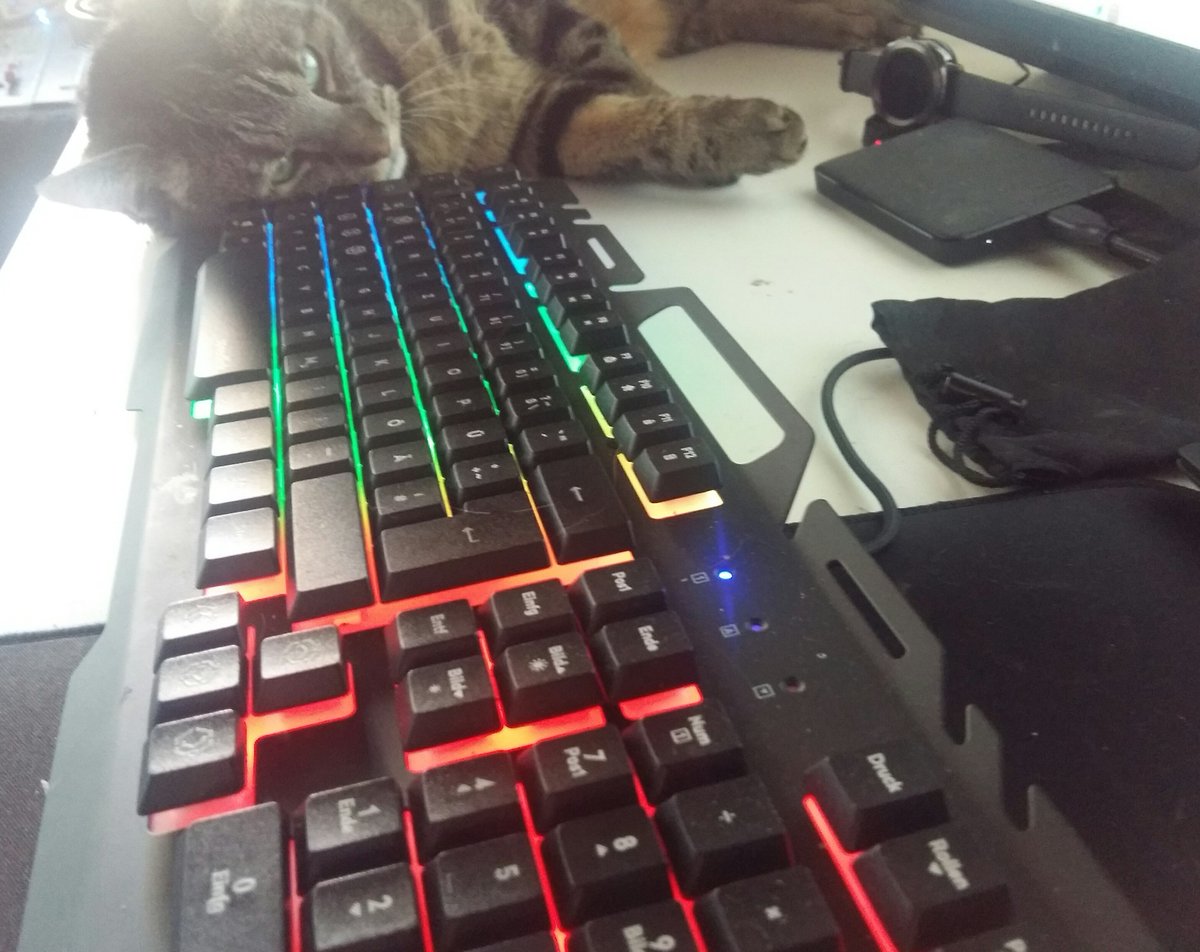 PixelcatProduct's tweet photo. Office Cat! #cats #catswithjobs #CatsOfTwitter https://t.co/yGTZjRjK9Y