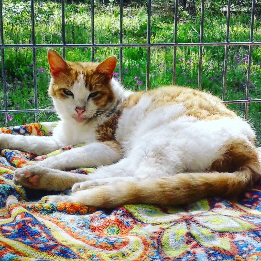 Mitzie enjoying a sunny afternoon in the catio.❤
#catsanddogsforeversanctuary
#adoptdontshop🐾  #adorable  #kitties #catio  #Beautiful
#streetcat #feral #sunny #orangeandwhitecat
#pamperedcats #catsallday #share #follow  #catractive #donate #catrescue #catsagram #kittycats #purr