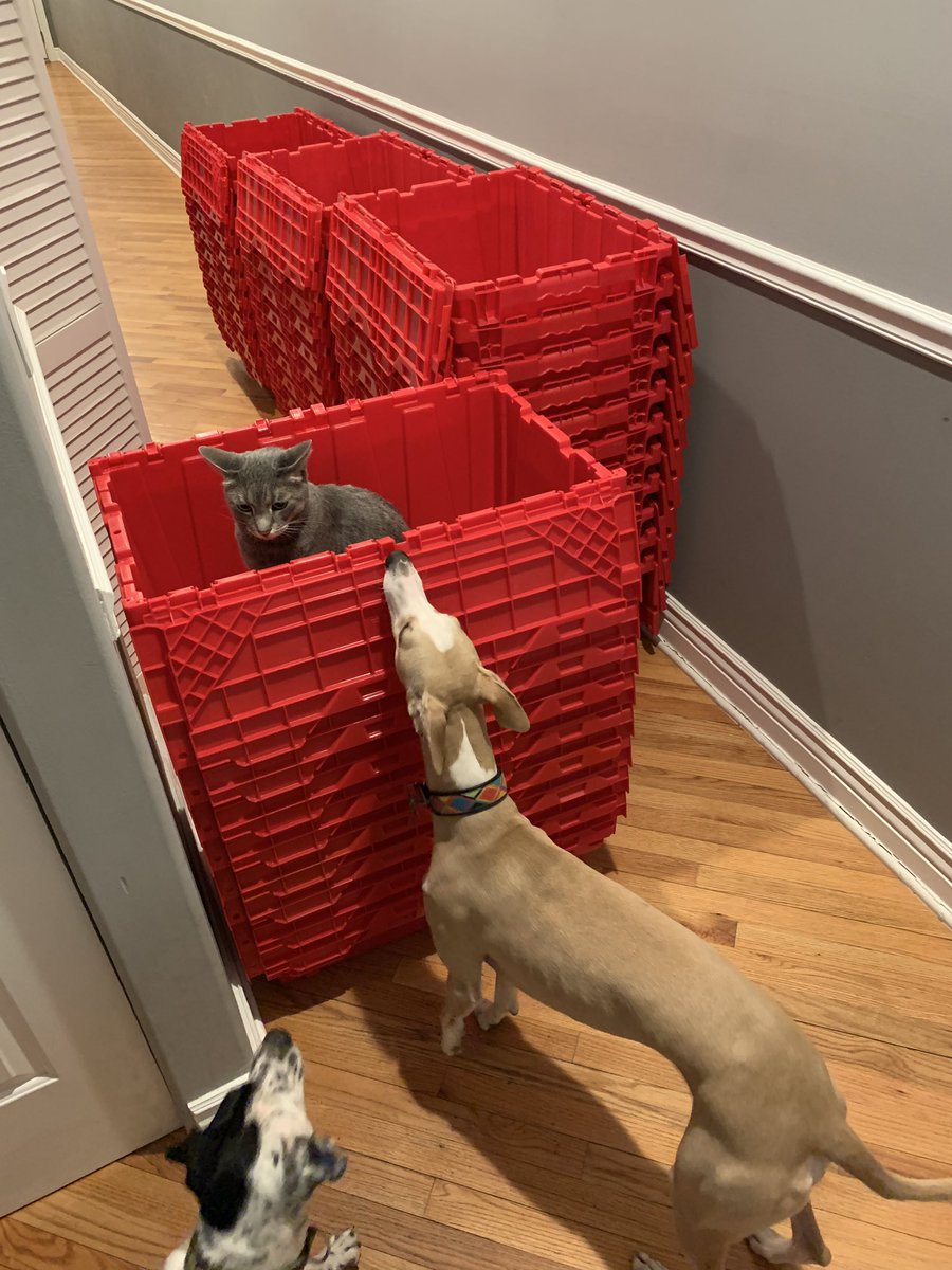 GeekyNurseKevin's tweet photo. Dexter escapes from the dogs #redibox https://t.co/Spq6vp264i