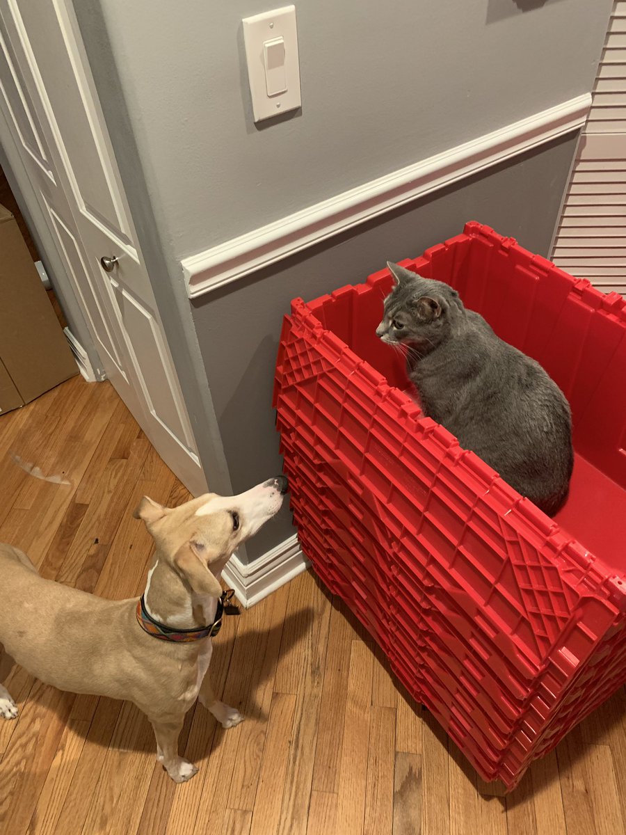 GeekyNurseKevin's tweet photo. Dexter escapes from the dogs #redibox https://t.co/Spq6vp264i