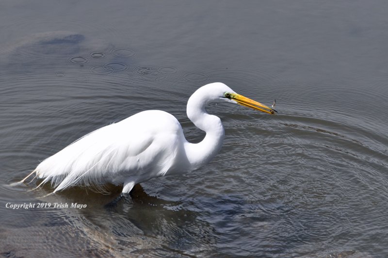 TrishMayo's tweet photo. Today at Spuyten Duyvil Creek, Inwood Hill Park an egret enjoys a small fish for lunch.  @BirdCentralPark https://t.co/ZJqIi3JDZ7
