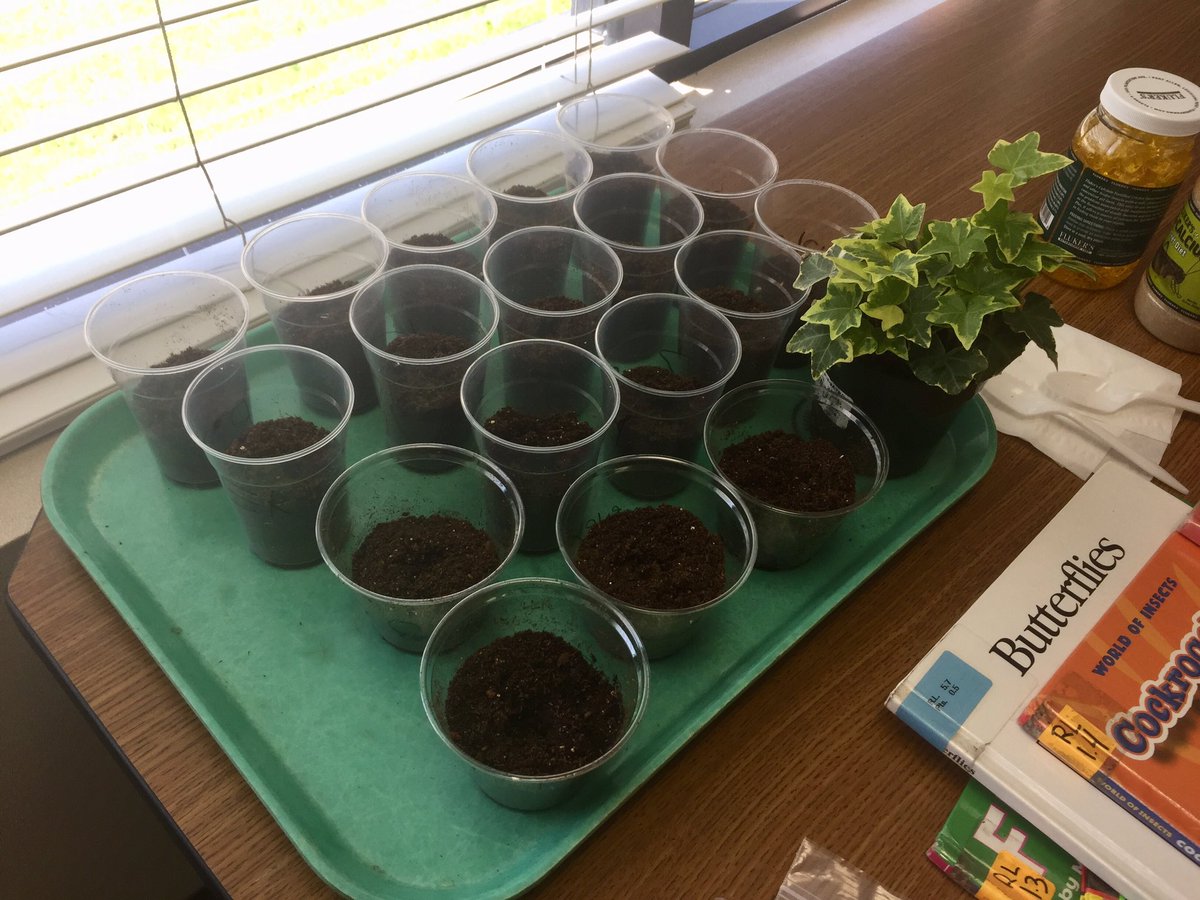 ChristaGoodell's tweet photo. Plant investigations in kinder science! #loveclp #livingvsnonliving ✏️📋💚🔬🔎💦🍃🌱🌿🥽 https://t.co/F1EapSL6Du