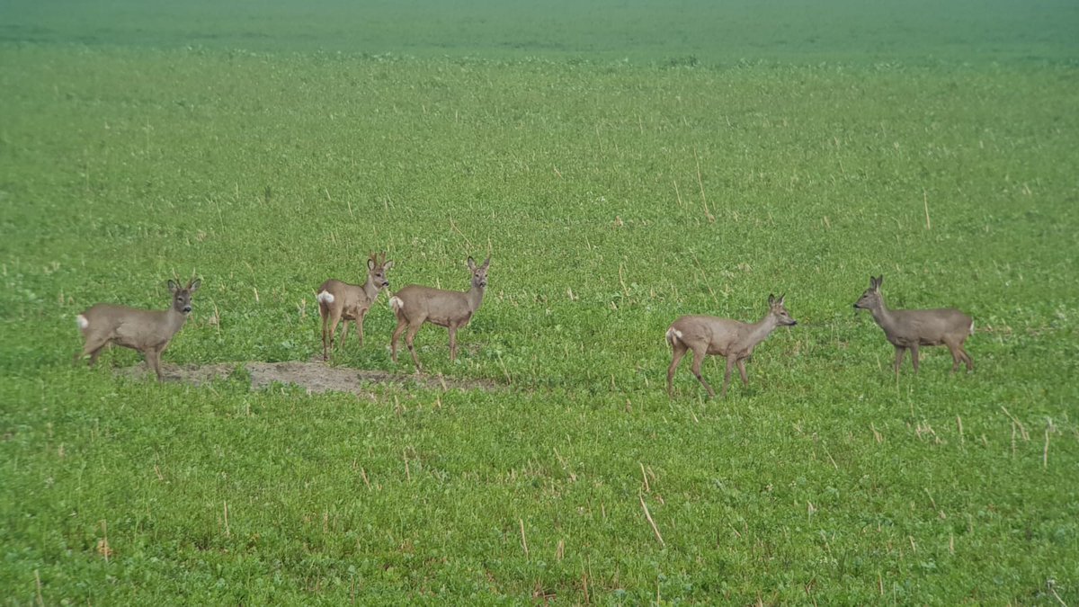 Reeën in de polder. Mooi om verschil te zien tussen geveegd en een bastgewei.