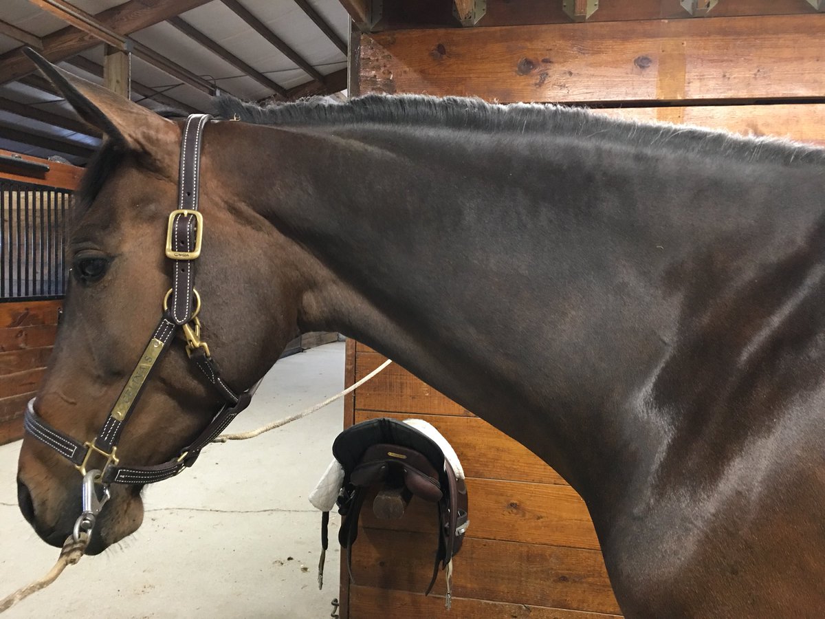 so proud of how she’s kept her muscle for not being ridden in 2 months! tack walking starts next week!!