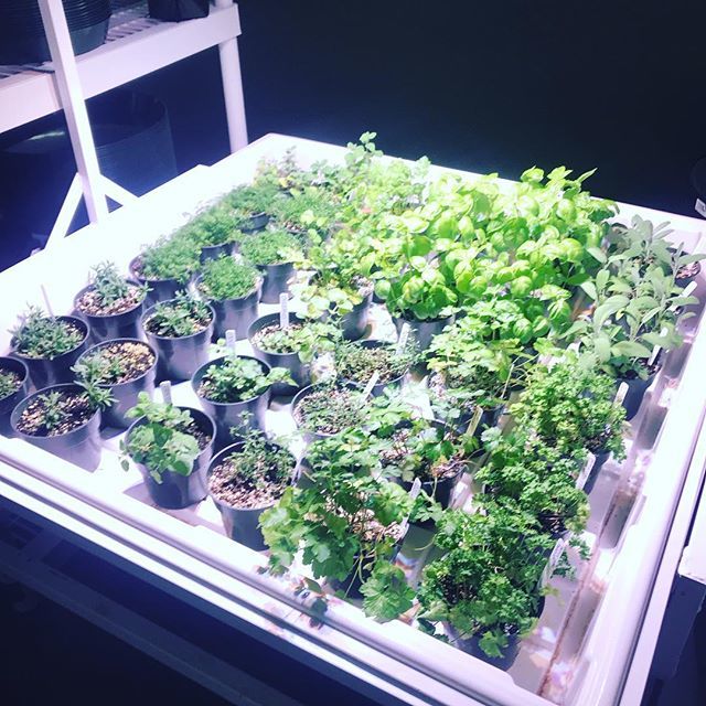 About a month away from transitioning our herbs outside. #herbs #organicallygrown #growyourown #garden #basil #chamomile #sage #rosemary #oregano #lavender #parsley ift.tt/2Vcfl1O