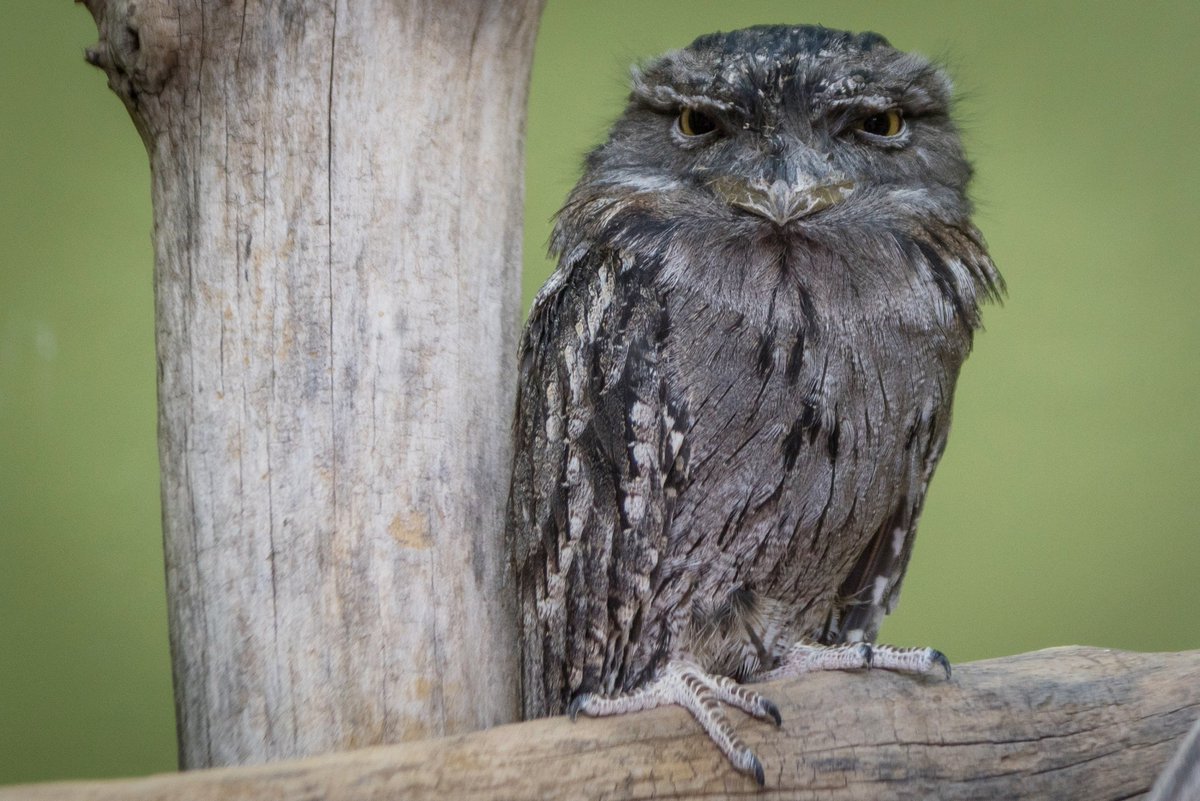 Have you seen the Tawny Frogmouths in the Canary’s Call? These fascinating birds are experts at camouflage! Their ashy brown plumage looks similar to tree bark, and they can often be seen perching at the end of a broken tree branch where they blend right in. #BirdFact