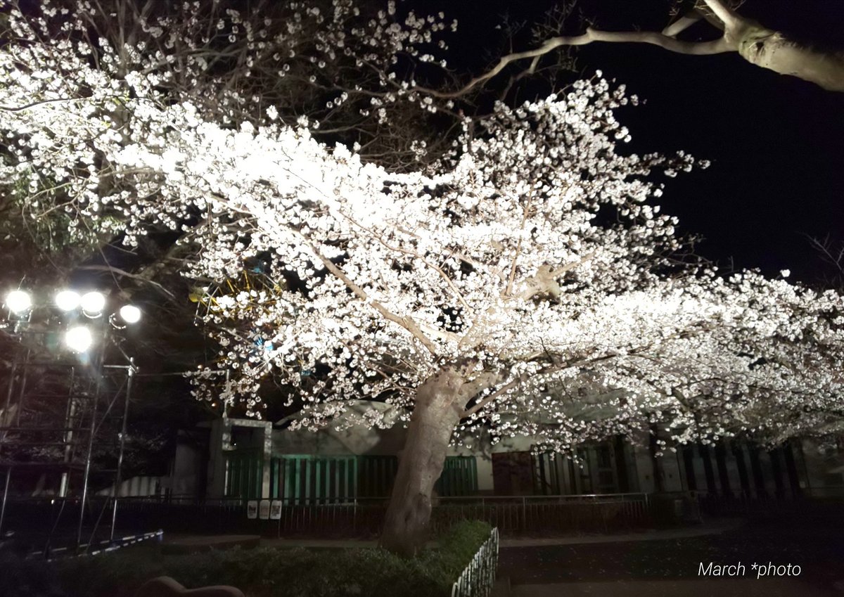 夜桜通り抜け