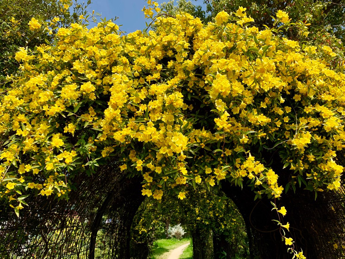 Cloudsailor 星羅の一日一花 Pa Twitter カロライナジャスミン 芳香があるのでジャスミンと付いているが モクセイ科ソケイ属の ジャスミンとは別科別種 ゲルセミウム科ゲルセミウム属の常緑つる性低木 中米原産 Carolina Jasmine Yellow Jessamine Gelsemium