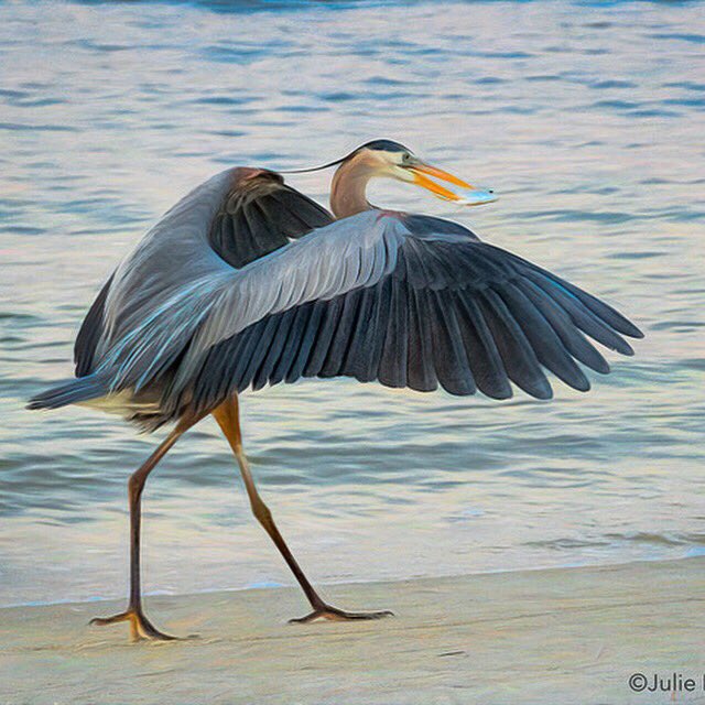 This great blue heron appears to be strutting after catching his prize. #greatblueheron #fortpickensnationalpark #fishingbird #explorepensacola #vagabondgal #juliepicardiphotography