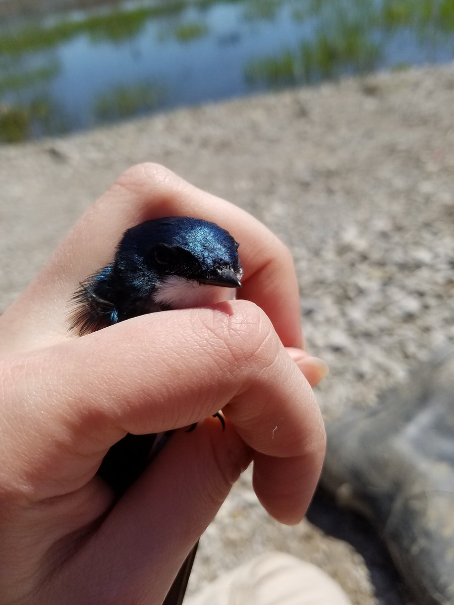 Updates from the field: I held my very first tree swallow! I'm already in love with these gorgeous creatures #phdlife #fieldseason