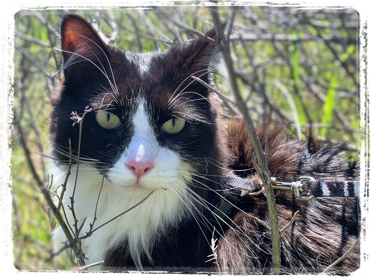 mavericktux's tweet photo. During my leashed walks, I often stop and observe my surroundings to feel one with nature π±ππ±
π·: @dbegleyphoto
β
#catwalk #leashtrainedcat #catexplorer #adventurecat #explorationcat #acatslife #mygreatcat #bestmeow #cat #catsofinstagram https://t.co/7xMGRsySmQ