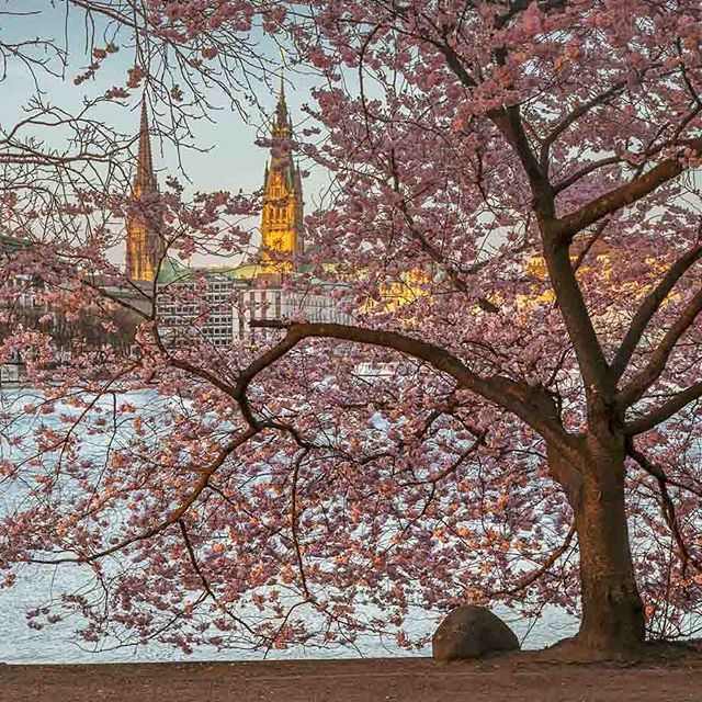 perscriptor's tweet photo. Ein Lebenszeichen! Ja, mich gibt es noch! Gestern hab ich es endlich mal wieder geschafft! Klassiker für HH! Kirschblüte an der Alster. Kommt gut in den Tag!
.
#igershh #travel #kirschbluete #alster #igersdeutschland #canondeutschland #canonphotographers… https://t.co/BN3VxtoRjm https://t.co/CwLZBeGqmO