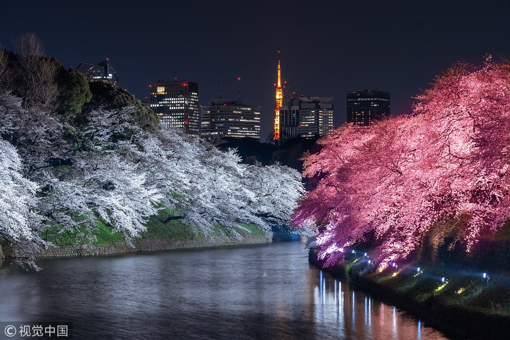 Япония пон. Чидоригафучи парк Токио. Цветение Сакуры в Токио. Токио 2023 Сакура цветет. Ханами в Японии.