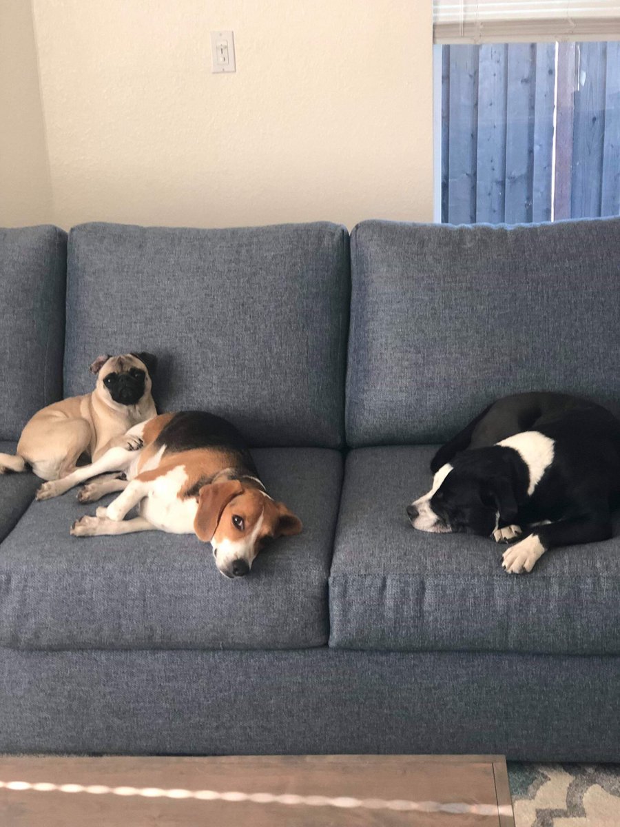 TadyLovesDaniel's tweet photo. After day 2 of #suiteworld19 #suitedogs https://t.co/oyCki6Wd9L