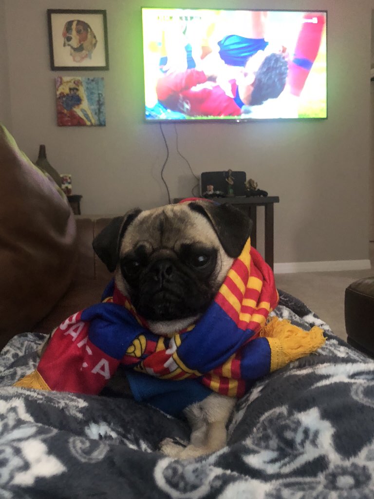 TadyLovesDaniel's tweet photo. #SuiteDogs https://t.co/rSIJkk3At7