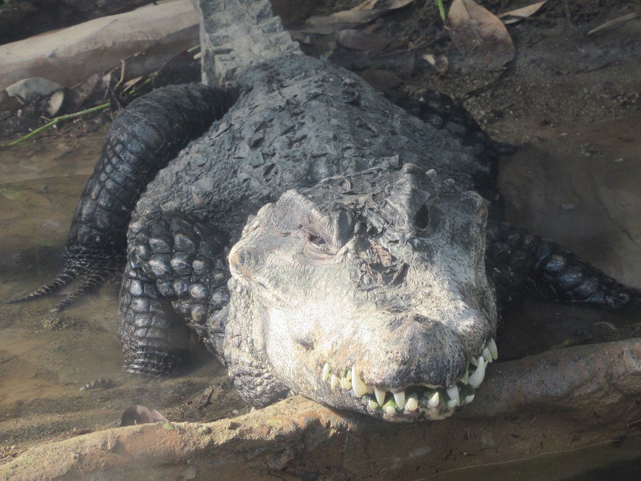 上野動物園 公式 おはようございます 上野動物園開園です 迫力のニシアフリカコガタワニです 上野動物園 ニシアフリカコガタワニ T Co Cd3ivij9ic Twitter