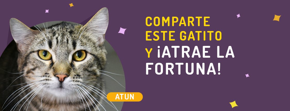 En Maneki amamos a los gatos, por eso promovemos la adopción responsable. Comparte este gatito de la fortuna, ayúdalo a encontrar un hogar y gana boletos para los sorteos. Este gatito pertenece a Club Gatero clubgatero.cl/gatitos-en-ado… compartemaneki.com/?adopta