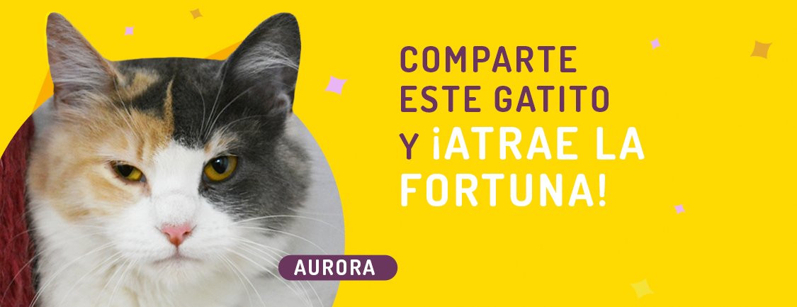 En Maneki amamos a los gatos, por eso promovemos la adopción responsable. Comparte este gatito de la fortuna, ayúdalo a encontrar un hogar y gana boletos para los sorteos. Este gatito pertenece a Club Gatero clubgatero.cl/gatitos-en-ado… compartemaneki.com/?adopta