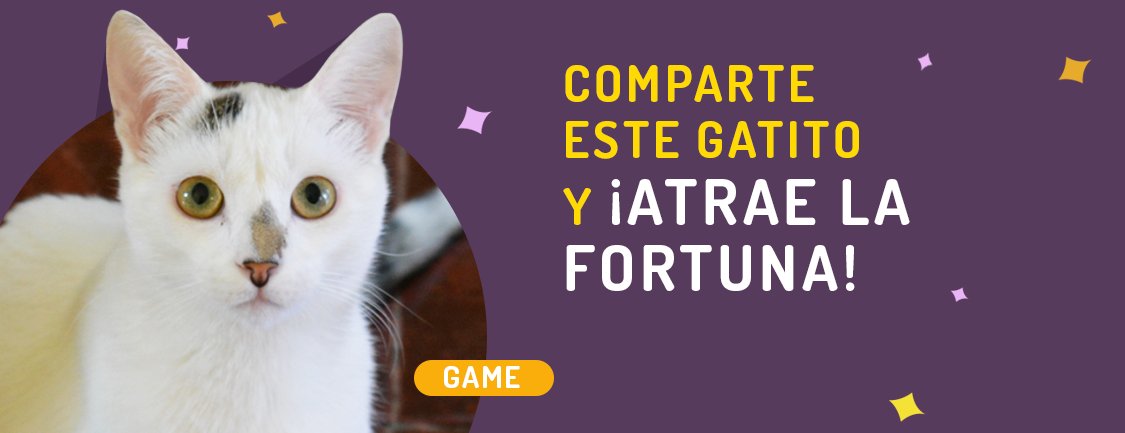 En Maneki amamos a los gatos, por eso promovemos la adopción responsable. Comparte este gatito de la fortuna, ayúdalo a encontrar un hogar y gana boletos para los sorteos. Este gatito pertenece a Club Gatero clubgatero.cl/gatitos-en-ado… compartemaneki.com/?adopta
