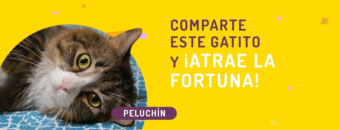 En Maneki amamos a los gatos, por eso promovemos la adopción responsable. Comparte este gatito de la fortuna, ayúdalo a encontrar un hogar y gana boletos para los sorteos. Este gatito pertenece a Club Gatero clubgatero.cl/gatitos-en-ado… compartemaneki.com/?adopta