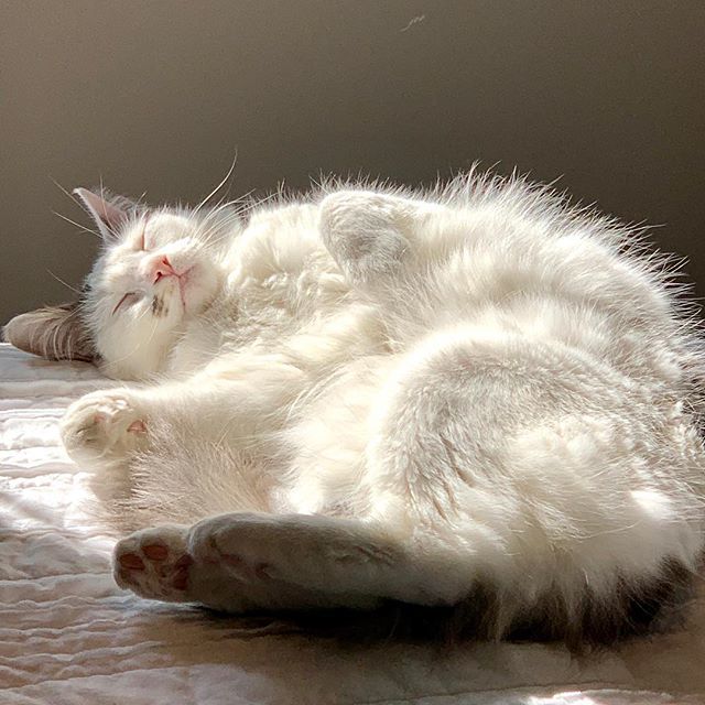 YourStyleBoss's tweet photo. OMG this fluff is the best! Look at his precious little angel face! 💙 #cantgetenough #mybaby #mybabyboy #obsessed #littleboy #catsofinstagram #cat #love #ijustwanttofluffhim #kissthatnose #omg https://t.co/xSZ6ZnnyPQ
