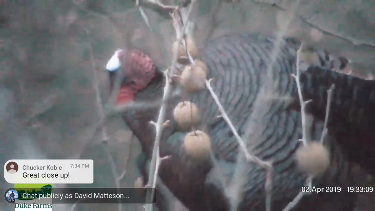 whaler32's tweet photo. #DukeFarms #Turkey #NestTree #Brave 🙄🦖🐔 https://t.co/zZztZ5Jj8R