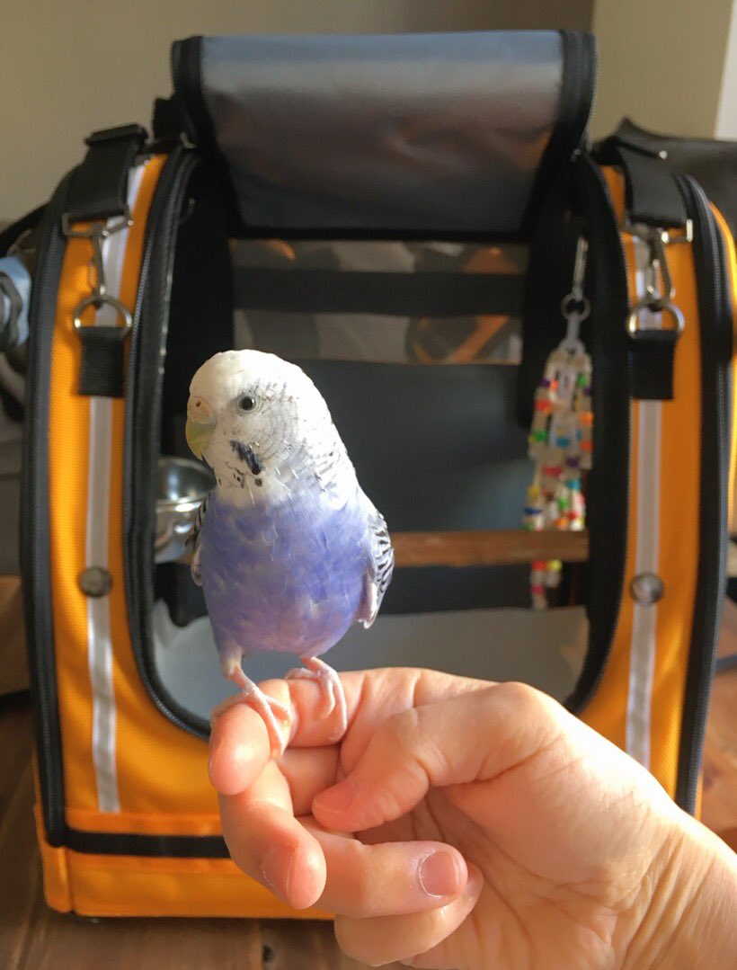 als_of_j's tweet photo. USからお散歩リュック届いたよ、ジャッちゃん( ･`ω･´)
＃セキセイインコ
#celltei
#pakobird https://t.co/C2S2MYgzQL