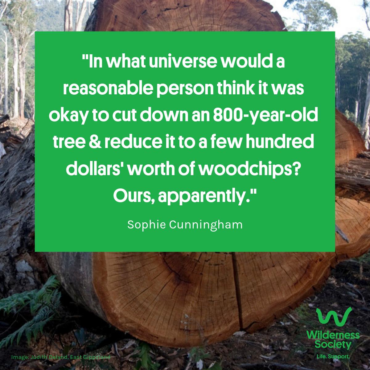 Wilderness_Aus's tweet photo. Sophie Cunningham went to visit the largest #tree in #Victoria. To reach it, she had to go through patches of clearfelled #forest—“past the shattered, dismembered corpses of trees lying in the mud.” Read Sophie's story: https://t.co/68ZfViO28Y #logging #clearfelling #Australia https://t.co/swjYMW1pjz