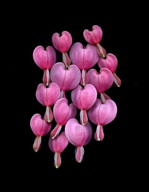 42791 Dicentra spectabilis #HorticulturalArt #FredMichel #Dicentraspectabilis #Dicentra #bleedingheart #oldfashionedbleedingheart #flowers #hearts #cluster