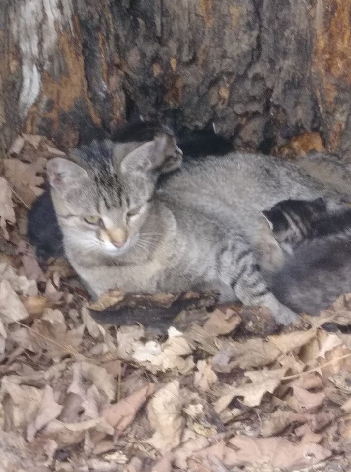 SusieQ6shooter's tweet photo. Meet #MamaKeebler, #ELFudge, #Grasshopper, #Softbatch &amp; #BugBite. They were found in a #MagicCookieTree. Mom's rescue is so happy 'cuz they found where #MamaKeebler had her #CookieKittens hidden. Mom has them now so don't worry, they're in good hands.  #DravenTheTherapyCat https://t.co/LcpQ3p2MB7