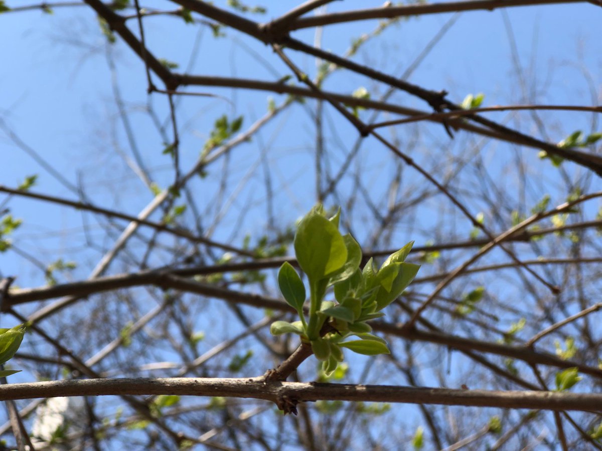 luckist7's tweet photo. #Spring https://t.co/IR9z1MJc3l