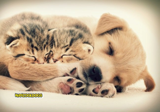 Can Dogs and Cats Become Vegans? A Pet Food Dilemma dlvr.it/R23hVx