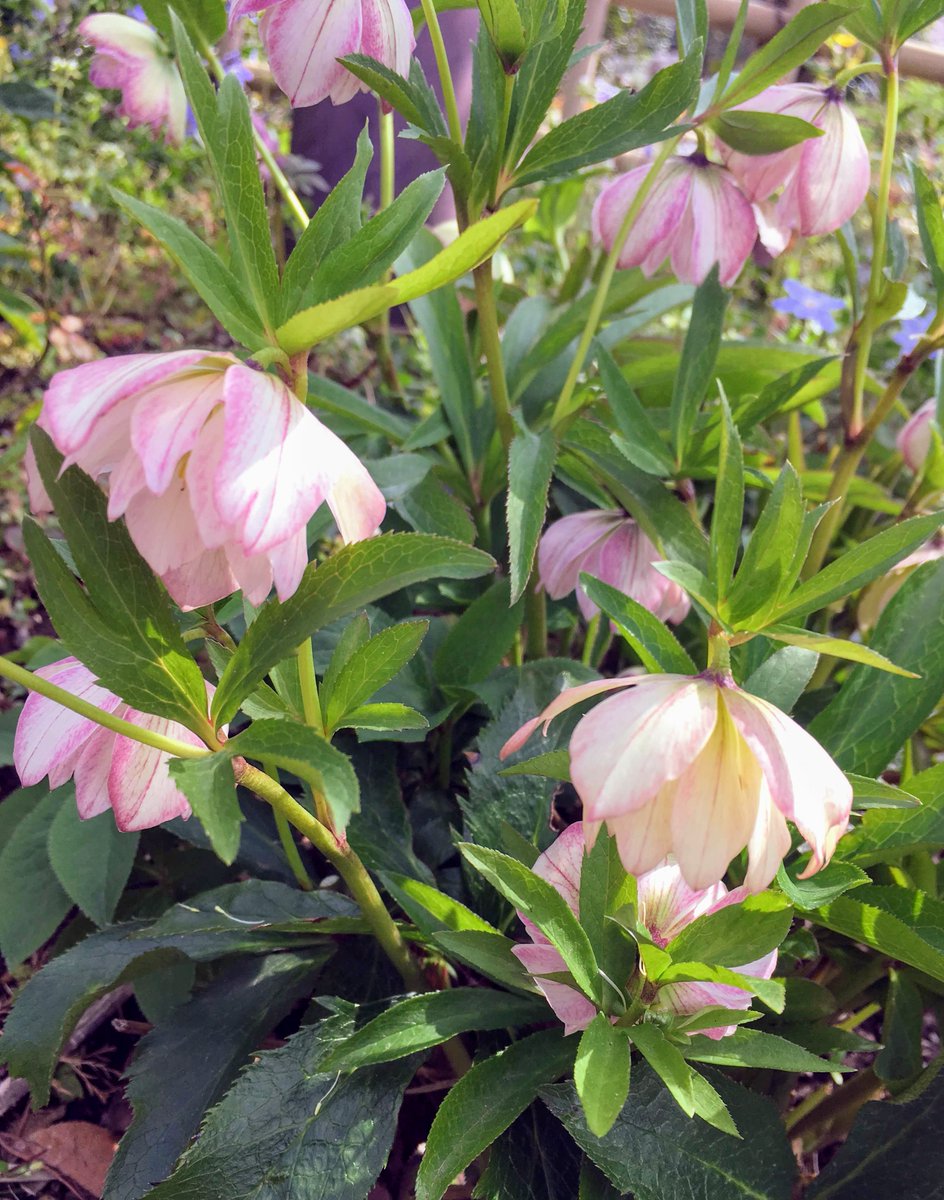 ごだま 近くの公園でまだ咲いてました クリスマスローズは日陰を好みます 乾いた土壌が好きなはずなのに 様々な種類があり交配してさらに ヘレボルス クリスマスローズ 原種の種類 写真図鑑と解説 クリスマスローズ 若泉ファーム T Co