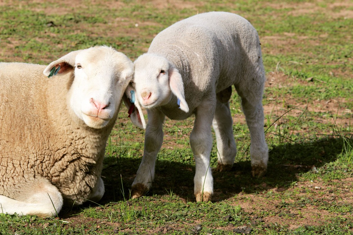 whitesuffolk's tweet photo. Congratulations to Marleigh White Suffolk stud on winning our 2018 photo competition with this cute pic!! #whitesuffolk #betterbydesign #eweandlamb #whitesuffolklamb #whitesuffolks https://t.co/iLam2tZz1y