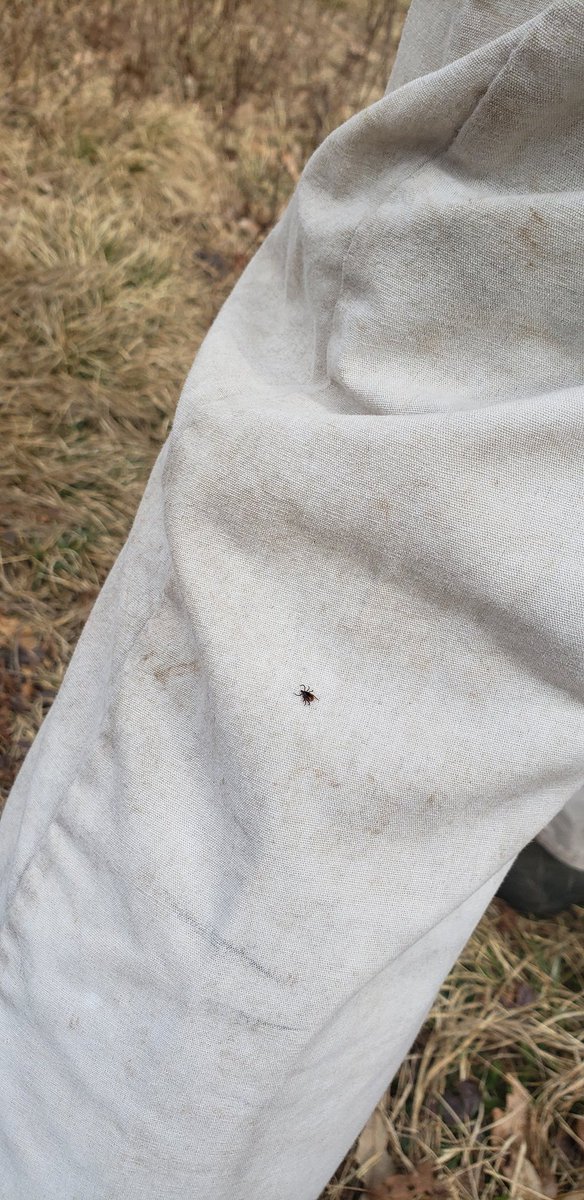 MachtingerLab's tweet photo. Central PA folks, make sure you are protecting yourself with repellents and doing #tick checks at the very least. These ticks are ready for a meal! About two dozen pulled off each one of us during work in the woods. #ticksafe #fieldwork #readyandwaiting https://t.co/vzu4IOmdVH