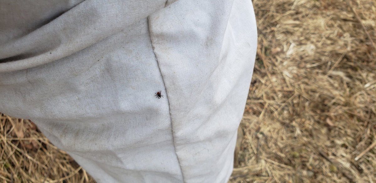 MachtingerLab's tweet photo. Central PA folks, make sure you are protecting yourself with repellents and doing #tick checks at the very least. These ticks are ready for a meal! About two dozen pulled off each one of us during work in the woods. #ticksafe #fieldwork #readyandwaiting https://t.co/vzu4IOmdVH